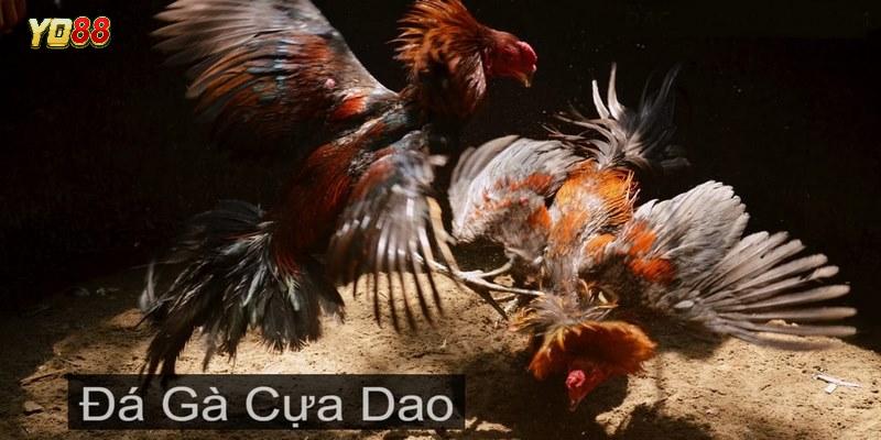 Tham gia cược đá gà cựa dao tại Yo88