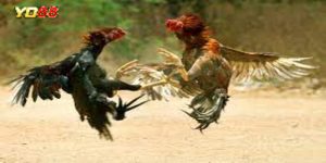 Đá gà ở Campuchia